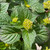 Hydrangea macrophylla E.S.Bloomstruck 250910